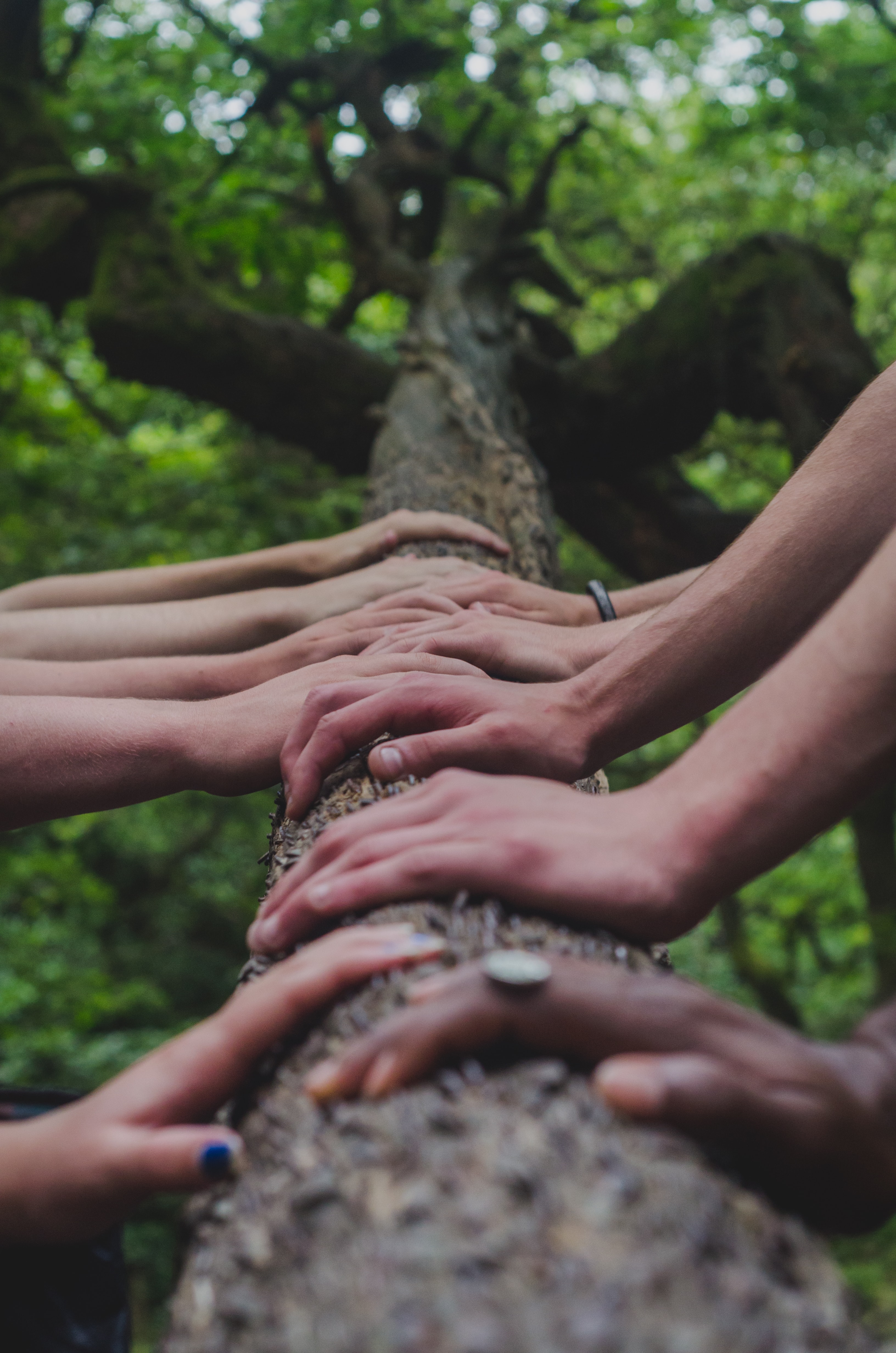 hands touching tree